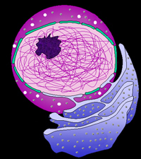 nucleus and er for histology