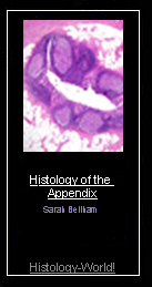 histology art