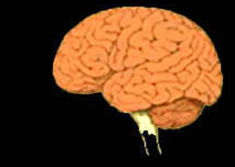 histology brain