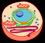 histology of the cell