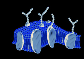 histology of cell membrane