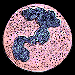 histology of a neutrophil
