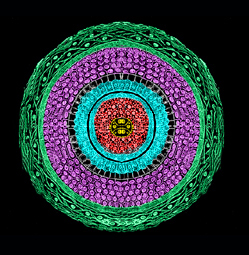 histology of hair