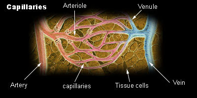histology of capillaries