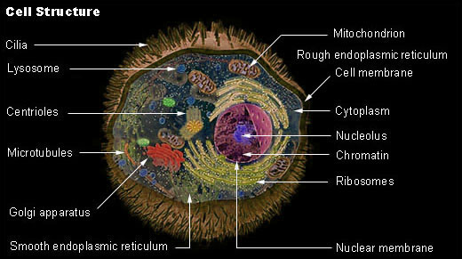 histology of cell