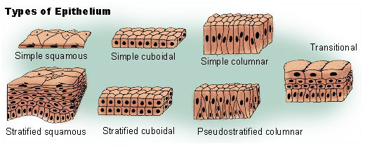 histology of epithelium