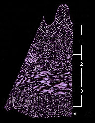 histology of esophagus