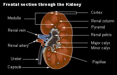 histology of kidney