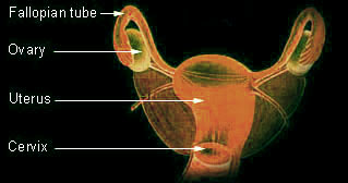 histology of female 