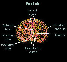 prostate for histology of urethra