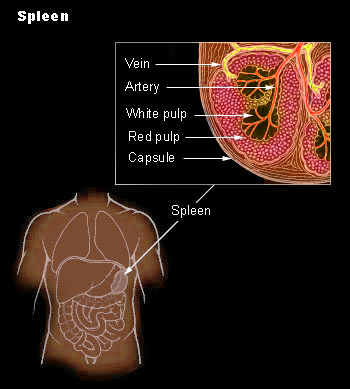 histology of spleen