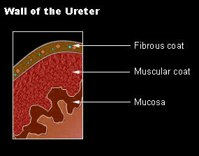 histology of ureter