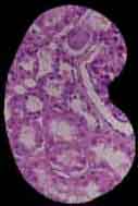 histology art