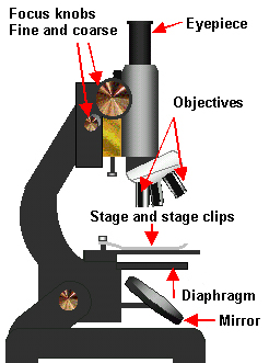histology microscope