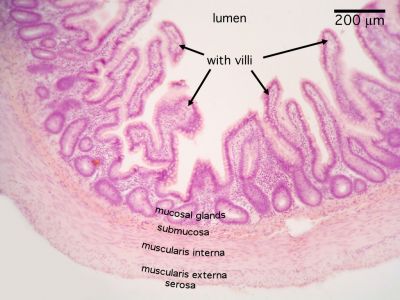 Small Intestine Histology Ileum Monkey Labels Histology Slide