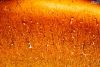 Filename=cerebrum10X.jpg
Filesize=258KiB
Dimensions=1024x692
Date added=Jun 14, 2009 cerebrum10X.jpg