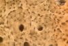 Filename=drybone20X.jpg
Filesize=122KiB
Dimensions=1024x692
Date added=Jan 23, 2009 drybone20X.jpg