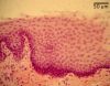 epithelium40X.jpg