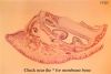 Filename=membone1X_lbl.jpg
Filesize=110KiB
Dimensions=1024x692
Date added=Jan 23, 2009 membone1X_lbl.jpg