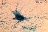 neuron20X.jpg