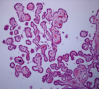 Choroid_Plexus_Histology_40x.png