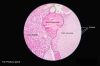 Filename=Pituitary_gland_histology_2014.jpg
Filesize=199KiB
Dimensions=1280x851
Date added=Sep 28, 2025 Pituitary_gland_histology_2014.jpg
