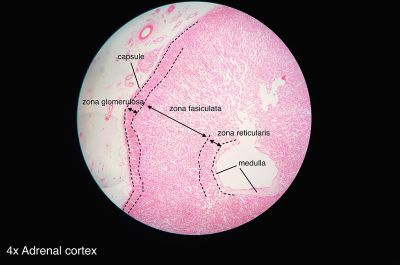 Adrenal gland (labels) – histology slide 
This is a histology slide of the adrenal gland.

Image by [url=https://en.wikipedia.org/wiki/User:Athikhun.suw]Athikhun.suw[/url], via Wikimedia Commons.

Original file source: [url=https://commons.wikimedia.org/wiki/File:Adrenal_gland_histology_2014.jpg] https://commons.wikimedia.org/wiki/File:Adrenal_gland_histology_2014.jpg [/url]

Title: "Adrenal_gland_histology2014.jpg "

No changes were made to the original image downloaded.  

This file is licensed under the Creative Commons Attribution-Share Alike 4.0 International license. [url=https://creativecommons.org/licenses/by-sa/4.0/deed.en/]https://creativecommons.org/licenses/by-sa/4.0/deed.en/[/url]
