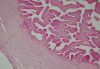 Oviduct-histo.jpg