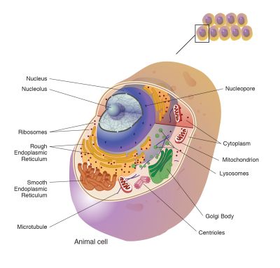 Cell (labels) - illustration
Courtesy of the [url=https://www.genome.gov/]National Human Genome Research Institute (genome.gov)[/url].
