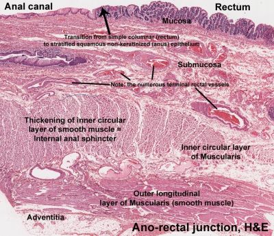 Ano-rectal junction (labels) - histology slide
Image by Jaimie Chapman, via Wikimedia Commons. 

Original file source: [url=https://commons.wikimedia.org/wiki/File:Annotated_ano-rectal_junction,_H%26E_stained.jpg]https://commons.wikimedia.org/wiki/File:Annotated_ano-rectal_junction,_H%26E_stained.jpg[/url]

Title: "Annotated ano-rectal junction, H&E stained.jpg"

No changes were made to the original image downloaded.  

This file is licensed under the Creative Commons Attribution-Share Alike 4.0 International license. [url=https://creativecommons.org/licenses/by-sa/4.0/deed.en]https://creativecommons.org/licenses/by-sa/4.0/deed.en[/url]



