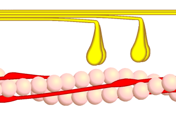Skeletal Muscle - Illustration
Image by [url=https://de.wikipedia.org/wiki/Benutzer:Moralapostel]Moralapostel[/url], via Wikimedia Commons.

Original file source: [url=https://commons.wikimedia.org/wiki/File:Querbr%C3%BCckenzyklus_4.png]https://commons.wikimedia.org/wiki/File:Querbrückenzyklus_4.png[/url]

Title: "Querbrückenzyklus 4.png"

No changes were made to the original image downloaded.

This file is licensed under the Creative Commons Attribution-Share Alike 3.0 Unported License [url=https://creativecommons.org/licenses/by-sa/3.0/deed.en]https://creativecommons.org/licenses/by-sa/3.0/deed.en[/url]
Keywords: skeletal