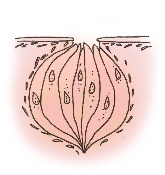 Keywords: tongue taste