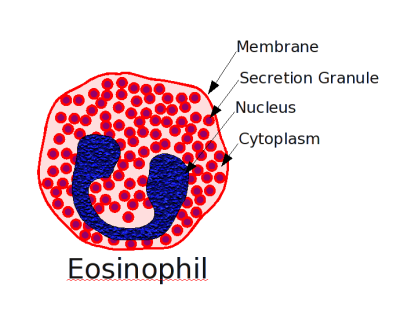 Eosinophil (labels) - histology illustration
Drawing of an eosinophil white blood cell. Created with OpenOffice draw program by Jim Thomas on 24 January, 2006. (Description text from the Wikimedia Commons file page.)

Author: [url=https://commons.wikimedia.org/wiki/User:Jomegat]Jomegat[/url] assumed (based on copyright claims), via Wikimedia Commons. 

Original file source: [url=https://commons.wikimedia.org/wiki/File:Eosinophil.png]https://commons.wikimedia.org/wiki/File:Eosinophil.png[/url]

Title: "eosinophil.png"

No changes were made to the original image downloaded.  

Permission is granted to copy, distribute and/or modify this document under the terms of the GNU Free Documentation License, Version 1.2 or any later version published by the Free Software Foundation; with no Invariant Sections, no Front-Cover Texts, and no Back-Cover Texts. A copy of the license is included in the section entitled GNU Free Documentation License. [url=https://commons.wikimedia.org/wiki/Commons:GNU_Free_Documentation_License,_version_1.2]https://commons.wikimedia.org/wiki/Commons:GNU_Free_Documentation_License,_version_1.2[/url]

This file is licensed under the Creative Commons Attribution-Share Alike 3.0 Unported License [url=https://creativecommons.org/licenses/by-sa/3.0/deed.en/]https://creativecommons.org/licenses/by-sa/3.0/deed.en/[/url]

This file is licensed under the Creative Commons Attribution-Share Alike [url=https://creativecommons.org/licenses/by-sa/2.5/]2.5 Generic[/url], [url=https://creativecommons.org/licenses/by-sa/2.0/]2.0 Generic[/url] and [url=https://creativecommons.org/licenses/by-sa/1.0/]1.0 Generic[/url] license.

Keywords: blood