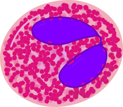 Eosinophil - illustration
Image source: [url=https://commons.wikimedia.org/wiki/File:Eosinophil.svg]https://commons.wikimedia.org/wiki/File:Eosinophil.svg[/url]
Author: [url=https://commons.wikimedia.org/wiki/User:A._Rad~commonswiki]A rad[/url],  [url=https://commons.wikimedia.org/wiki/User:Mikael_H%C3%A4ggstr%C3%B6m]Mikael Häggström[/url], [url=https://commons.wikimedia.org/wiki/User:Spacebirdy]Spacebirdy[/url], [url=https://commons.wikimedia.org/wiki/User:RexxS]RexxS[/url], [url=https://commons.wikimedia.org/wiki/User:Domdomegg]domdomegg[/url]

Title: Eosinophil.svg

This image has been extracted from another file: Hematopoiesis (human) diagram en.svg.

No changes were made from the downloaded file.  

This file (eosinophil.svg) is licensed under the Creative Commons Attribution-Share Alike 4.0 International license. [url=https://creativecommons.org/licenses/by-sa/4.0/deed.en/]https://creativecommons.org/licenses/by-sa/4.0/deed.en/[/url]

_____________________________________________________________

Hematopoiesis (human) diagram en.svg: 
Authors 
Original: [url=https://commons.wikimedia.org/wiki/User:A._Rad~commonswiki]A rad[/url]
Vector: [url=https://commons.wikimedia.org/wiki/User:RexxS]RexxS[/url], [url=https://commons.wikimedia.org/wiki/User:Mikael_H%C3%A4ggstr%C3%B6m]Mikael Häggström[/url], and [url=https://commons.wikimedia.org/wiki/User:Spacebirdy]birdy[/url] 

File found on Wikimedia Commons [url=https://commons.wikimedia.org/wiki/File:Hematopoiesis_(human)_diagram_en.svg]https://commons.wikimedia.org/wiki/File:Hematopoiesis_(human)_diagram_en.svg[/url]

This file (Hematopoiesis (human) diagram en.svg ) is licensed under the Creative Commons Attribution-ShareAlike 3.0 Unported License (CC BY-SA 3.0) [url=https://creativecommons.org/licenses/by-sa/3.0/deed.en/]https://creativecommons.org/licenses/by-sa/3.0/deed.en/[/url]

Permission is granted to copy, distribute and/or modify this document under the terms of the GNU Free Documentation License, Version 1.2 or any later version published by the Free Software Foundation; with no Invariant Sections, no Front-Cover Texts, and no Back-Cover Texts. A copy of the license is included in the section entitled GNU Free Documentation License. [url=https://commons.wikimedia.org/wiki/Commons:GNU_Free_Documentation_License,_version_1.2]https://commons.wikimedia.org/wiki/Commons:GNU_Free_Documentation_License,_version_1.2[/url]


Keywords: blood