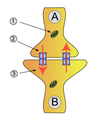 Synapse (labels) – illustration
Synaptical transmission (electrical). 
A : Neuron (Transmitter) B : Neuron (Receptor 
1Synaptic cleft 2axon terminal
(Description text from the Wikimedia Commons file page.)

Drawn by [url=https://fr.wikipedia.org/wiki/Utilisateur:Dake]fr:Utilisateur:Dake[/url] with Inkscape 0.42, corrections by [url=https://en.wikipedia.org/wiki/User:Nrets]User:Nrets[/url], via Wikimedia Commons.

Original file source: [url=https://commons.wikimedia.org/wiki/File:Synapse_diag2.png]https://commons.wikimedia.org/wiki/File:Synapse_diag2.png[/url]

Title: "Synapse_diag2.png"

No changes were made to the original image downloaded.  

Permission is granted to copy, distribute and/or modify this document under the terms of the GNU Free Documentation License, Version 1.2 or any later version published by the Free Software Foundation; with no Invariant Sections, no Front-Cover Texts, and no Back-Cover Texts. A copy of the license is included in the section entitled GNU Free Documentation License. [url=https://commons.wikimedia.org/wiki/Commons:GNU_Free_Documentation_License,_version_1.2]https://commons.wikimedia.org/wiki/Commons:GNU_Free_Documentation_License,_version_1.2[/url]

This file is licensed under the Creative Commons Attribution-ShareAlike 3.0 Unported License (CC BY-SA 3.0) [url=https://creativecommons.org/licenses/by-sa/3.0/deed.en/]https://creativecommons.org/licenses/by-sa/3.0/deed.en/[/url]
Keywords: neuro