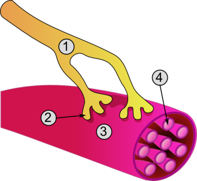 Neuromuscular junction – illustration
Drawn by [url=https://fr.wikipedia.org/wiki/Utilisateur:Dake]fr:Utilisateur:Dake[/url] with Inkscape 0.42. 

Original file source: [url=https://commons.wikimedia.org/wiki/File:Synapse_diag3.png]https://commons.wikimedia.org/wiki/File:Synapse_diag3.png[/url]

Title: "Synapse_diag3.png"

No changes were made to the original image downloaded.  

Permission is granted to copy, distribute and/or modify this document under the terms of the GNU Free Documentation License, Version 1.2 or any later version published by the Free Software Foundation; with no Invariant Sections, no Front-Cover Texts, and no Back-Cover Texts. A copy of the license is included in the section entitled GNU Free Documentation License. [url=https://commons.wikimedia.org/wiki/Commons:GNU_Free_Documentation_License,_version_1.2]https://commons.wikimedia.org/wiki/Commons:GNU_Free_Documentation_License,_version_1.2[/url]

This file is licensed under the Creative Commons Attribution-ShareAlike 3.0 Unported License (CC BY-SA 3.0) [url=https://creativecommons.org/licenses/by-sa/3.0/deed.en/]https://creativecommons.org/licenses/by-sa/3.0/deed.en/[/url]

This file is licensed under the Creative Commons Attribution 2.5 Generic license. [url=https://creativecommons.org/licenses/by/2.5/deed.en/]https://creativecommons.org/licenses/by/2.5/deed.en/[/url]


Keywords: neuro skeletal