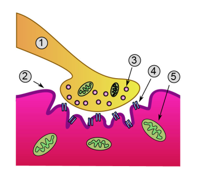 Neuromuscular junction (labels) – illustration
Neuromuscular junction (closer view) 
1.	presynaptic terminal
2.	sarcolemma
3.	synaptic vesicles
4.	Acetylcholine receptors
5.	mitchondrion
(Description text from the Wikimedia Commons file page.)

Drawn by [url=https://fr.wikipedia.org/wiki/Utilisateur:Dake]fr:Utilisateur:Dake[/url] with Inkscape 0.42. Corrected by [url=https://en.wikipedia.org/wiki/User:Nrets]en:User:Nrets[/url], via Wikimedia Commons.

Original file source: [url=https://commons.wikimedia.org/wiki/File:Synapse_diag4.png] https://commons.wikimedia.org/wiki/File:Synapse_diag4.png[/url]

Title: "Synapse_diag4.png"

No changes were made to the original image downloaded.  

Permission is granted to copy, distribute and/or modify this document under the terms of the GNU Free Documentation License, Version 1.2 or any later version published by the Free Software Foundation; with no Invariant Sections, no Front-Cover Texts, and no Back-Cover Texts. A copy of the license is included in the section entitled GNU Free Documentation License. [url=https://commons.wikimedia.org/wiki/Commons:GNU_Free_Documentation_License,_version_1.2]https://commons.wikimedia.org/wiki/Commons:GNU_Free_Documentation_License,_version_1.2[/url]

This file is licensed under the Creative Commons Attribution-ShareAlike 3.0 Unported License (CC BY-SA 3.0) [url=https://creativecommons.org/licenses/by-sa/3.0/deed.en/]https://creativecommons.org/licenses/by-sa/3.0/deed.en/[/url]
Keywords: neuro skeletal