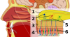 512px-Olfactory_system_svg.png