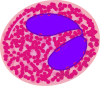 Filename=Eosinophil_svg.png
Filesize=352KiB
Dimensions=864x751
Date added=Oct 07, 2025 Eosinophil_svg.png
