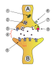 Filename=Synapse_diag1.png
Filesize=168KiB
Dimensions=642x765
Date added=Oct 14, 2025 Synapse_diag1.png