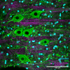 Filename=512px-Spinal_cord_gray_matter_immunofluorescence_staining2C_confocal_imaging.png
Filesize=615KiB
Dimensions=512x512
Date added=Oct 01, 2025 512px-Spinal_cord_gray_matter_immunofluorescence_staining2C_confocal_imaging.png