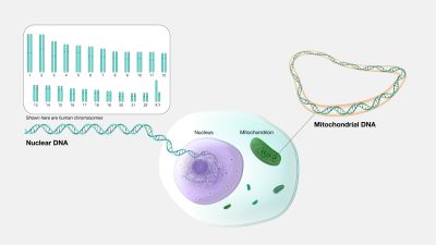 Genome - illustration
Courtesy of the [url=https://www.genome.gov/]National Human Genome Research Institute (genome.gov)[/url].
