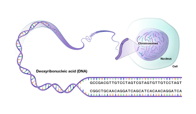 DNA - illustration
Courtesy of the [url=https://www.genome.gov/]National Human Genome Research Institute (genome.gov)[/url].
