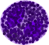 Filename=Basophil_svg.png
Filesize=283KiB
Dimensions=800x742
Date added=Oct 08, 2025 Basophil_svg.png
