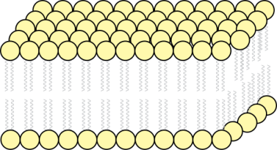 Fluid mosaic model - illustration
Image courtesy of Jerome Walker, via Wikimedia Commons. 

Original file source: 
[url=https://commons.wikimedia.org/wiki/File:Fluid_Mosaic.svg]https://commons.wikimedia.org/wiki/File:Fluid_Mosaic.svg[/url]

No changes were made from the download.  

Permission is granted to copy, distribute and/or modify this document under the terms of the GNU Free Documentation License, Version 1.2 or any later version published by the Free Software Foundation; with no Invariant Sections, no Front-Cover Texts, and no Back-Cover Texts. A copy of the license is included in the section entitled GNU Free Documentation License. [url=https://commons.wikimedia.org/wiki/Commons:GNU_Free_Documentation_License,_version_1.2]https://commons.wikimedia.org/wiki/Commons:GNU_Free_Documentation_License,_version_1.2[/url]

This file is licensed under the Creative Commons Attribution-Share Alike 3.0 Unported license. [url=https://creativecommons.org/licenses/by-sa/3.0/deed.en/]https://creativecommons.org/licenses/by-sa/3.0/deed.en/[/url]

This file is licensed under the Creative Commons Attribution 2.5 Generic license. [url=https://creativecommons.org/licenses/by/2.5/deed.en/]https://creativecommons.org/licenses/by/2.5/deed.en/[/url]
