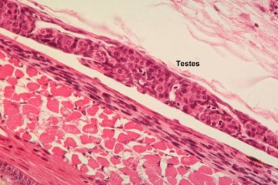 Testes, trout - histology slide
This is a histology slide of testes of a trout in cross section. 200x magnification.

Histology slide courtesy of U.S. Fish & Wildlife Service.
