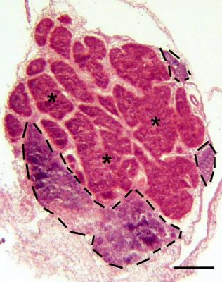 Pineal gland, chicken – histology slide
Histology of the pineal gland. Frozen section of the pineal gland stained with H&E. The pineal follicles (*) comprise pinealocytes and supportive cells arranged as epithelium. Prominent interstitial septa separate individual follicles. Several large accumulations of mononuclear (MN) cells, forming the PALT (bordered by the dashed black lines) are seen. Bar indicates 200 μm.

Citation: Mosenson, J.A., McNulty, J.A. Characterization of lymphocyte subsets over a 24-hour period in Pineal-Associated Lymphoid Tissue (PALT) in the chicken. BMC Immunol 7, 1 (2006). https://doi.org/10.1186/1471-2172-7-1

Source: [url=https://bmcimmunol.biomedcentral.com/articles/10.1186/1471-2172-7-1]BMC Immunology article[/url]

Image title: "Figure 1"

No changes were made to the original image downloaded.  

This image and descriptive text are from an article published by [i]BioMed Central Ltd[/i]. It is an Open Access article distributed under the terms of the [url=https://creativecommons.org/licenses/by/2.0]Creative Commons Attribution License (CC BY 2.0)[/url], which permits unrestricted use, distribution, and reproduction in any medium, provided the original work is properly cited.  


