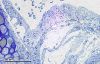 512px-Trachea_2826_2_0629_Mouse_trachea_cross-section2C_embedded_in_Epon.jpg