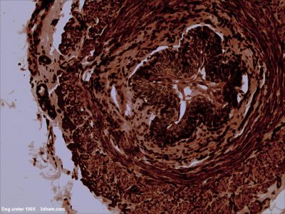 Ureter, dog - histology slide
Image by John Alan Elson, via Wikimedia Commons. 

Original file source: [url=https://commons.wikimedia.org/wiki/File:Dogureter100x1.jpg]https://commons.wikimedia.org/wiki/File:Dogureter100x1.jpg[/url]

Title: "Dogureter100x1.jpg"

No changes were made to the original image downloaded.  

Permission is granted to copy, distribute and/or modify this document under the terms of the GNU Free Documentation License, Version 1.2 or any later version published by the Free Software Foundation; with no Invariant Sections, no Front-Cover Texts, and no Back-Cover Texts. A copy of the license is included in the section entitled GNU Free Documentation License. [url=https://commons.wikimedia.org/wiki/Commons:GNU_Free_Documentation_License,_version_1.2]https://commons.wikimedia.org/wiki/Commons:GNU_Free_Documentation_License,_version_1.2[/url]

This file is licensed under the [url=https://creativecommons.org/licenses/by-sa/4.0/]Creative Commons Attribution-Share Alike 4.0 International[/url], [url=https://creativecommons.org/licenses/by-sa/3.0/]3.0 Unported[/url], [url=https://creativecommons.org/licenses/by-sa/2.5/]2.5 Generic[/url], [url=https://creativecommons.org/licenses/by-sa/2.0/]2.0 Generic[/url] and [url=https://creativecommons.org/licenses/by-sa/1.0/]1.0 Generic[/url] license.

Keywords: ureter