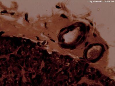 Vessels, dog - histology slide
Vessels from a dog ureter.

Image by John Alan Elson, via Wikimedia Commons. 

Original file source: [url=https://commons.wikimedia.org/wiki/File:Dogureter400x3.jpg]https://commons.wikimedia.org/wiki/File:Dogureter400x3.jpg[/url]

Title: "Dogureter400x3.jpg"

No changes were made to the original image downloaded.  

This file is licensed under the Creative Commons Attribution-Share Alike 3.0 Unported License [url=https://creativecommons.org/licenses/by-sa/3.0/deed.en/]https://creativecommons.org/licenses/by-sa/3.0/deed.en/[/url]

Keywords: vessels